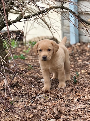 Golden Retriever x Labrador Retriever welpen in langhaar und kurzhaar Bild 2