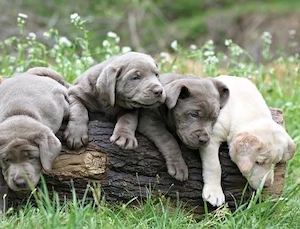Golden Retriever x Labrador Retriever welpen in langhaar und kurzhaar