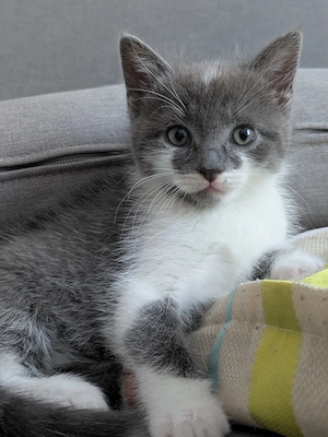 Süßes EKH- Ragdoll-Mix Kitten (weiblich) 