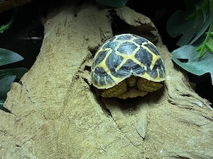 0.0.1 Geochelone elegans   Indische Sternschildkröte Bild 2