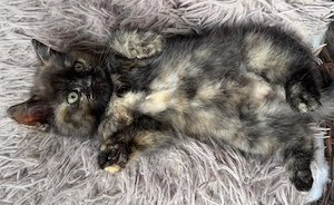 Siam   BKH Kitten  