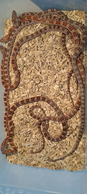 Corn Snake Wildfarben Pantherophis guttatus