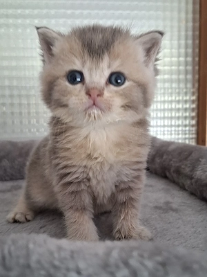 Bkh Kitten Kater 