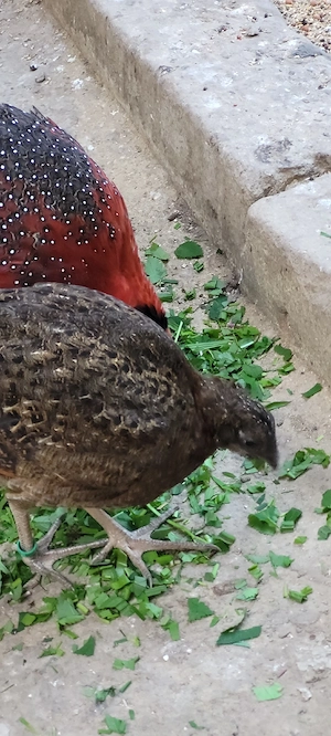 Satyrtragopan 