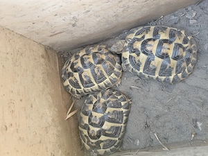 Landschildkröten testudo hermanni hermanni