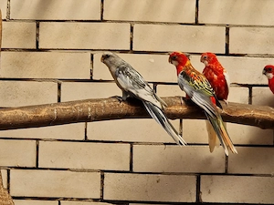 Rosella aus 2026 Bild 3
