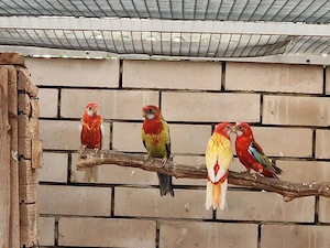 Rosella aus 2026 Bild 4
