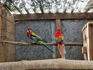 Rosella aus 2026 Bild 5