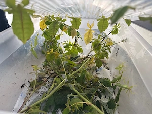Pulchriphyllium giganteum   Riesen Wandelnde blatter 