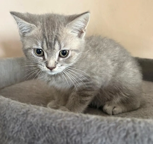 Bkh Kitten