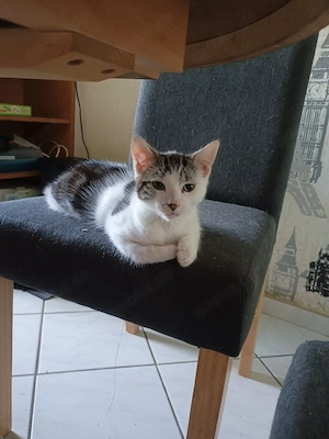 Kleiner Kater 