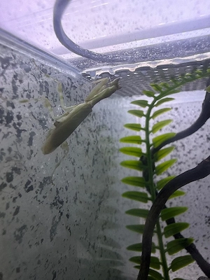 Galinthias amoena   Blütenmantis 
