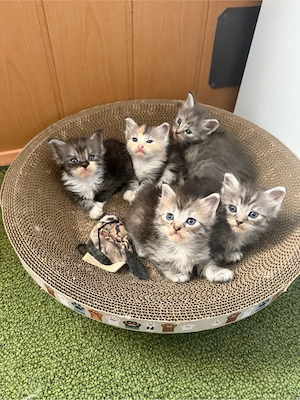 Ragdoll  Maine Coon Mix Kitten suchen Zuhause für immer 