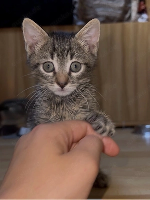 babykater EHK 