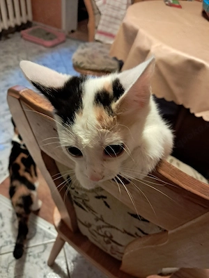 junge Katze 
