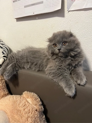 BLH kitten BKH katze