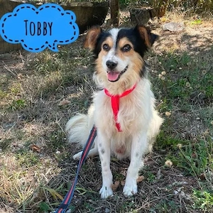 Tobby, wunderhübscher Collie Kokoni Mischling sucht ruhiges Zuhause