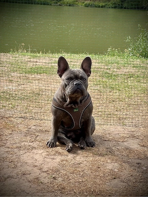 Französische Bulldoggendame Maya