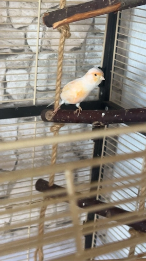 2 Kanarienvögel mit großem Käfig   ca. 1,60 m hoch