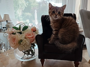 BKH Kater "Black Tabby" abgabebereit 