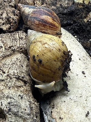 Achatina fulica   Große Achatschnecke
