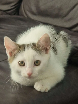 - Süßer Kater sucht Zuhause   geb. 14.05.2026, geimpft