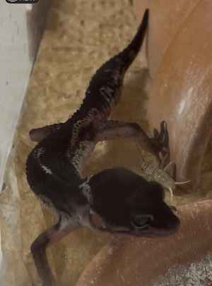 Leopartgecko Black Night  MS 