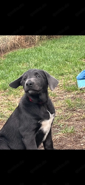 Labrador BorderCollie welpen