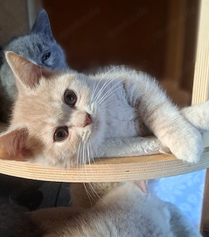 Britisch kurzhaar Kater mit Stammbaum BKH creme