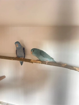 Blaugenick-Sperlingspapagei  (blutsfremde Paare)
