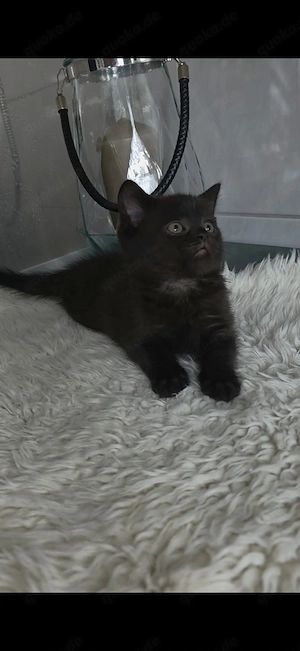 BKH Kitten in Black  Dark-Chocolate mit EU Pass !!!!