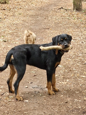 Rottweiler Hündin sucht ein neues Zuhause 