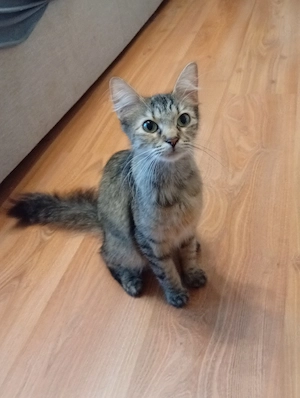 Maine coon mix Mädschen 