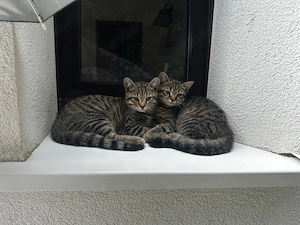 Ekh mix Kitten