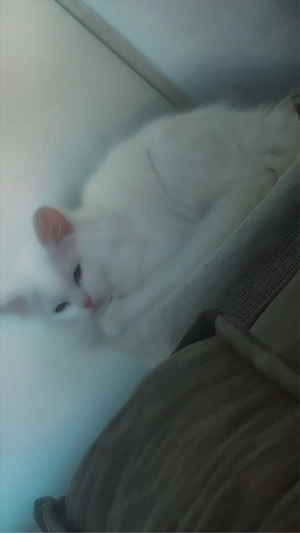 Perserkatzen in Weiß