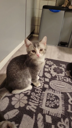 BKH Kitten zu verkaufen