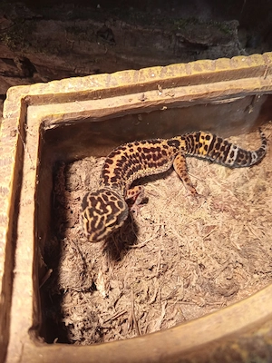 Leopardgecko 