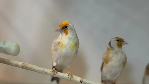 Vogel Steglitz zu verkaufen