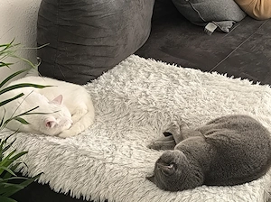 Liebevolle Katzen suchen dringend neues Zuhause 