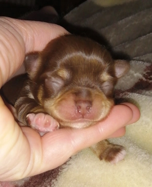 Chihuahua Welpen Schoko Merle Mädchen und Jungen 