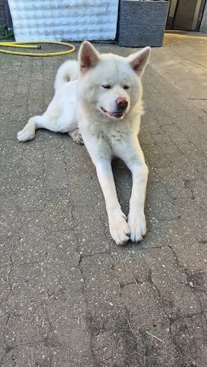 Akita 4j kastriert sucht zu hause 