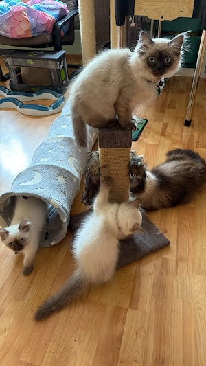 Reinrassige Heilige Birma Kitten 