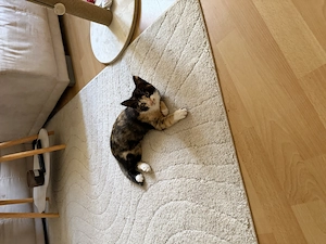 Katze 3 Monate alt 