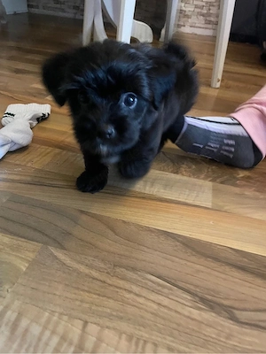 Malteser Shih Tzu Mix 