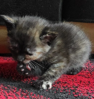 EKH Kitten