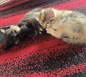 Noch 3 Kitten suchen ein Zuhause