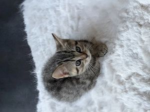 Zwei süße Katzenbabys suchen ein liebevolles Zuhause   