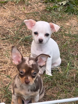 Zuckersüße Chihuahua Welpen