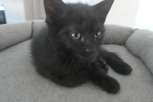 Babykatzen, Kitten Europäische Kurzhaar 