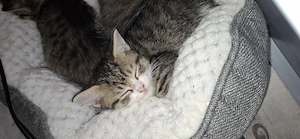 4 süße Babykatzen suchen ein liebevolles Zuhause